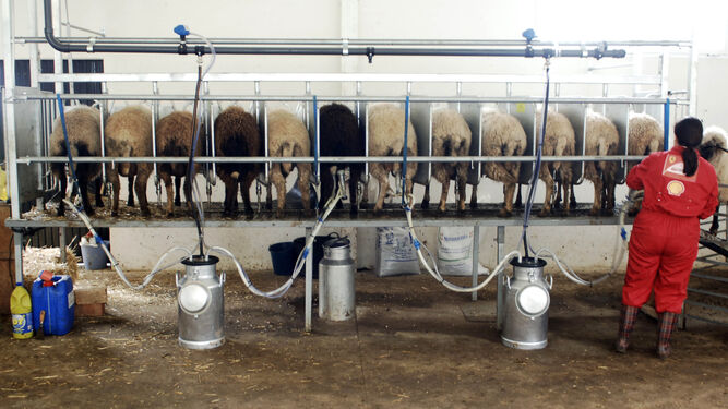 La operaria distribuye los succionadores entre los animales para la extracción de la leche en una explotación de ovejas.