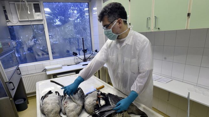 Un técnico analiza muestras en un laboratorio de Hungría, donde la gripe aviar ha castigado al sector ganadero.