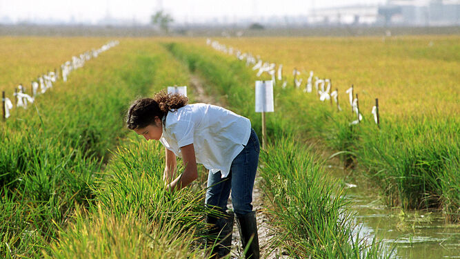 El sector urge a la UE a que limite la entrada de arroz - Arrozúa